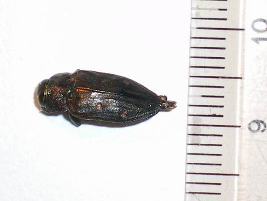 Tra la legna del camino:  Xylotrechus stebbingi (Cerambycidae)